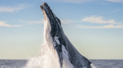 Photo of Humpback whale breaching by Clayton Harris. | Newsreel