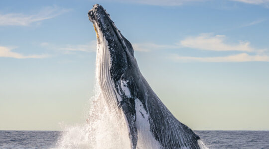 Photo of Humpback whale breaching by Clayton Harris. | Newsreel