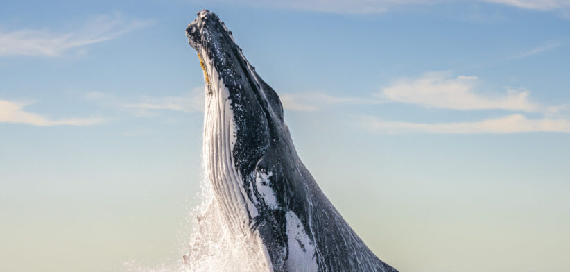 Photo of Humpback whale breaching by Clayton Harris. | Newsreel