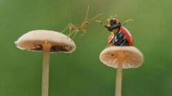 Fungi is helping scientists keep track of species diversity - Newsreel