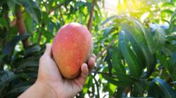 Person holding mango