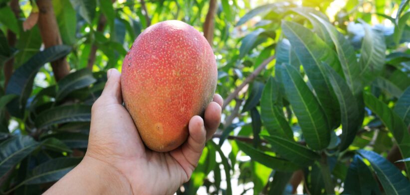 Person holding mango