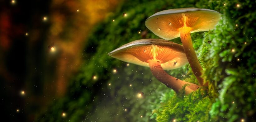 Mushrooms growing wild. | Newsreel