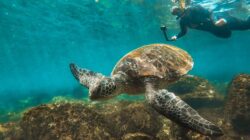 Turtle and diver on the Sunshine Coast. | Newsreel