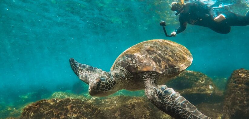 Turtle and diver on the Sunshine Coast. | Newsreel