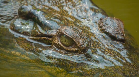 Crocodile. | Newsreel