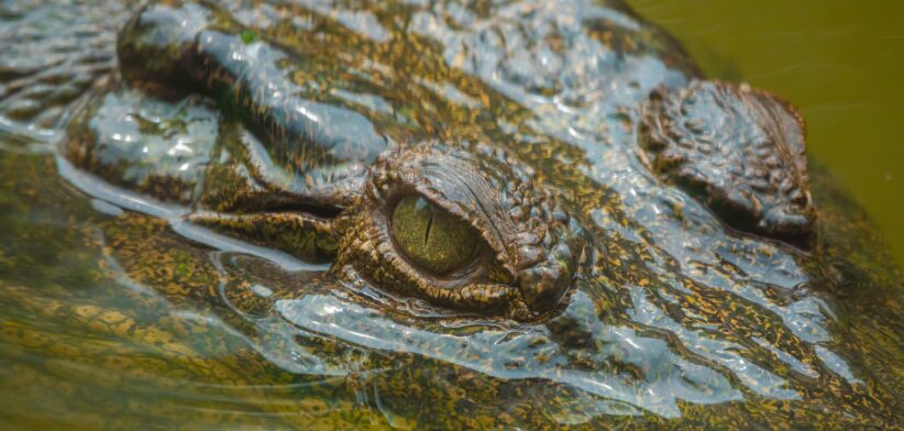 Crocodile. | Newsreel