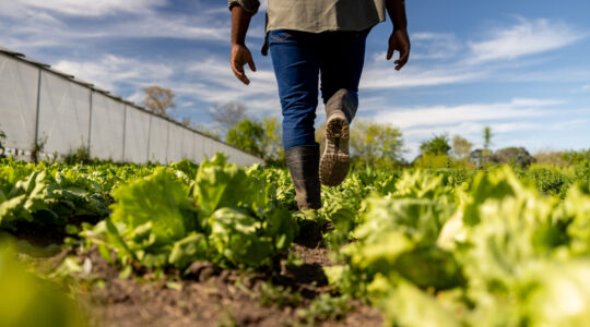 Fair Work Ombudsman acts on celery underpayment