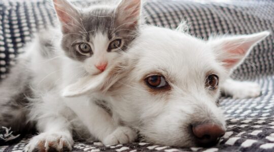 Pet puppy and kitten. | Newsreel