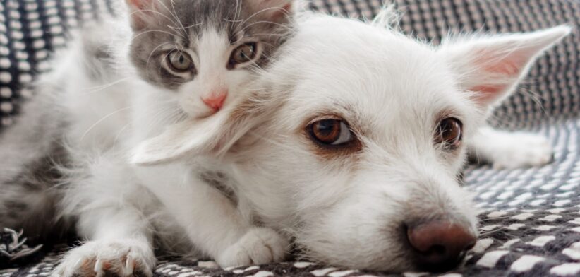 Pet puppy and kitten. | Newsreel