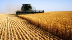 Wheat being harvested. | Newsreel