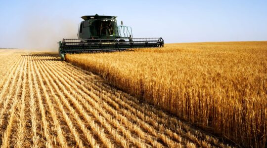 Wheat being harvested. | Newsreel