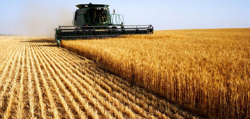 Wheat being harvested. | Newsreel