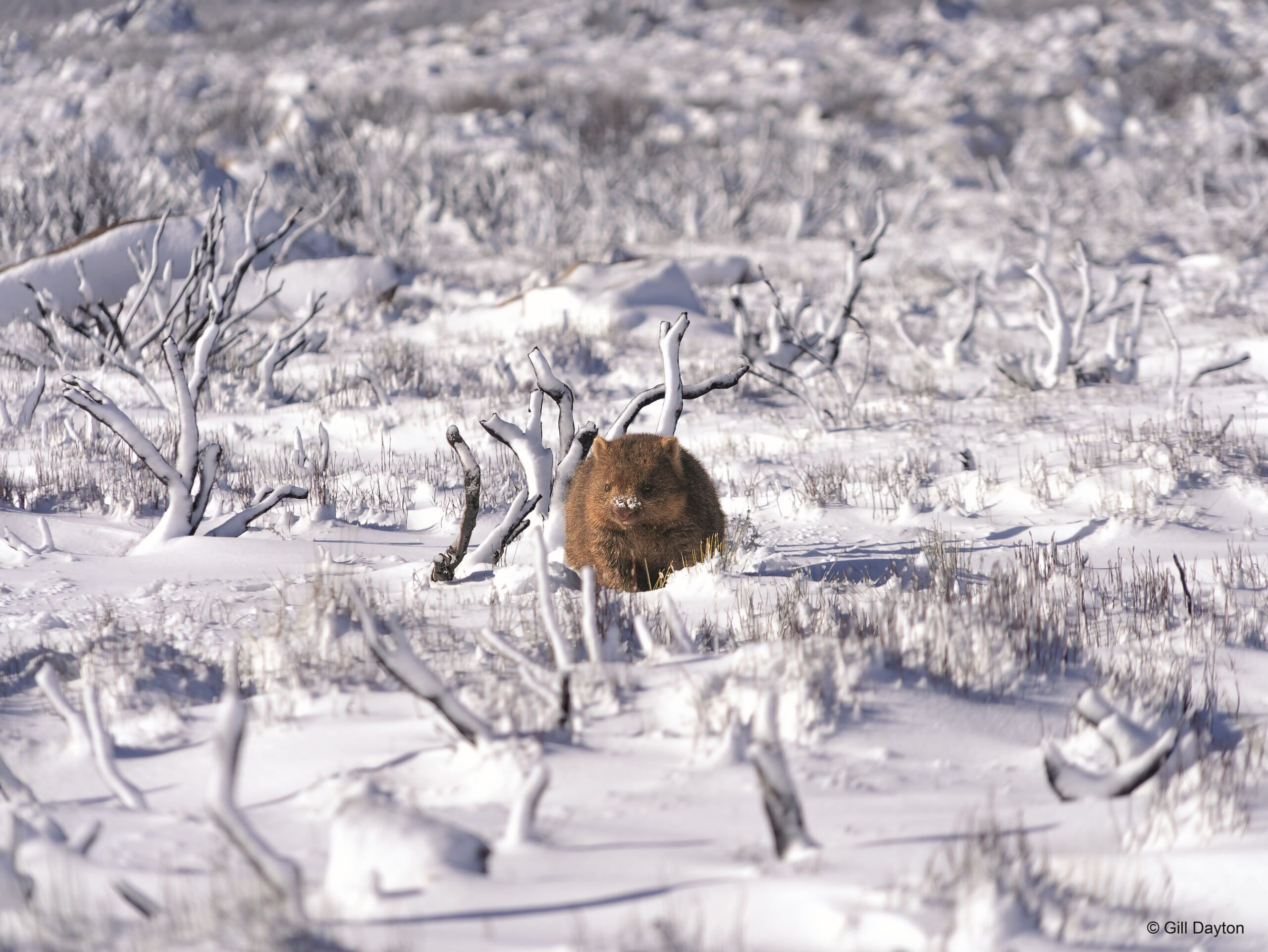 Cover - Snow, Central Highlands, Tas - Gill Dayton