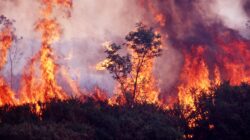 Bushfire. | Newsreel