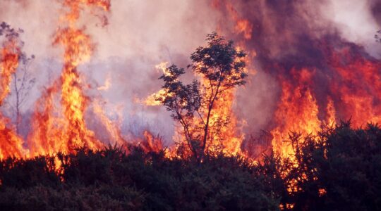 Bushfire. | Newsreel