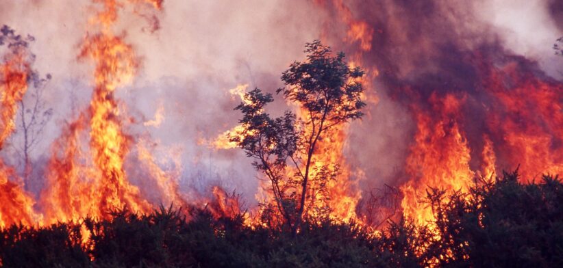 Bushfire. | Newsreel