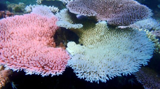 Different coral has been found to react differently to heat.