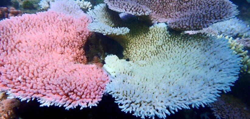 Different coral has been found to react differently to heat.