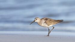 Curlew Sandpiper. \ Newsreel