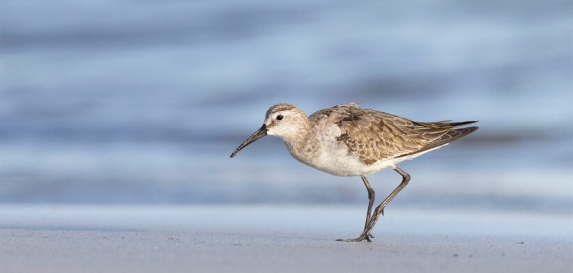 Curlew Sandpiper. \ Newsreel