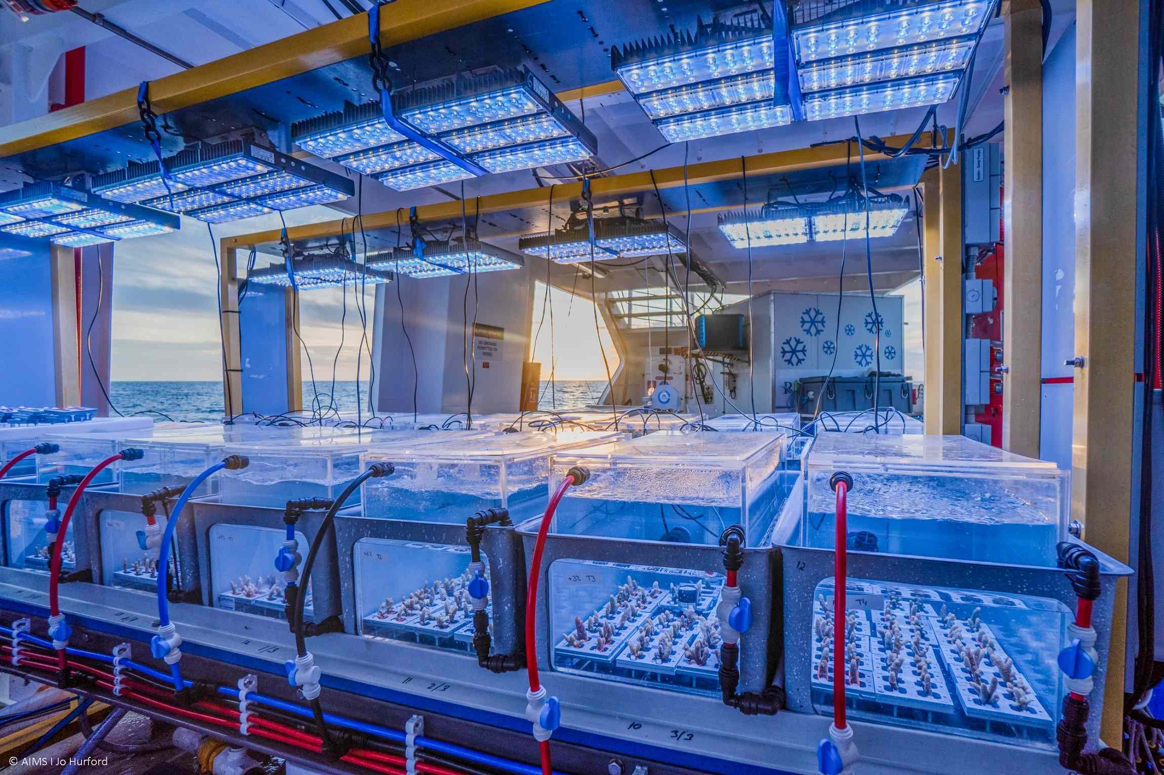 Experimental system used to test coral bleaching thresholds - Newsreel