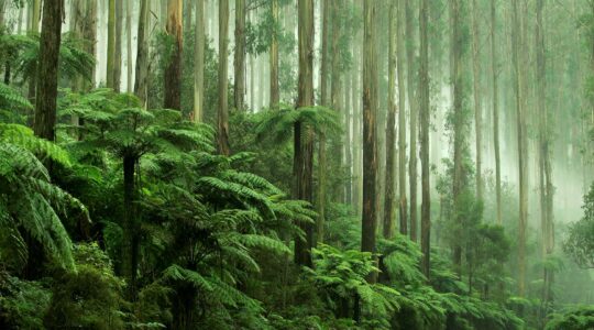 Forest in Australia. | Newsreel.