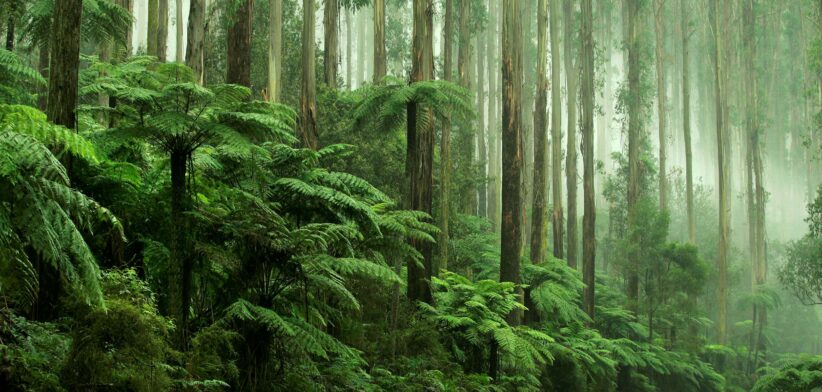 Forest in Australia. | Newsreel.