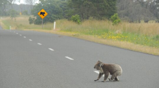 Central Queensland highway a koala death trap