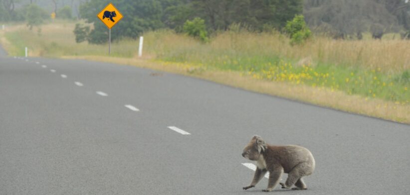 Koala crossing the road. | Newsreel