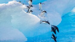 Penguins in Antarctica. | Newsreel