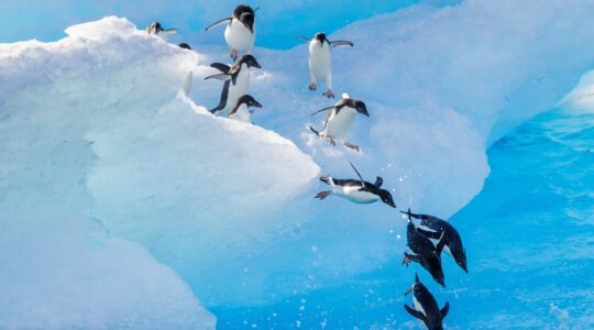 Penguins in Antarctica. | Newsreel