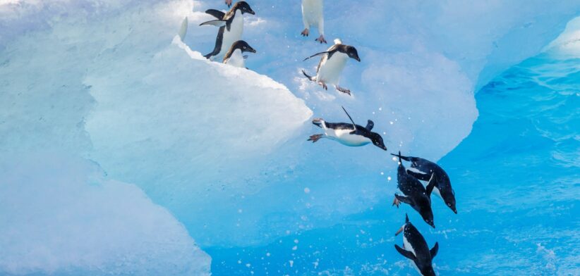 Penguins in Antarctica. | Newsreel