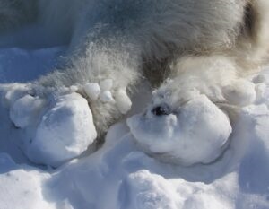 Ice blocks on polar bears. \ Newsreel