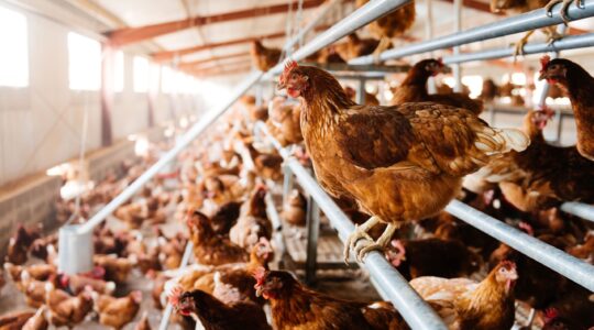 Extra funding to combat virulent avian flu strain