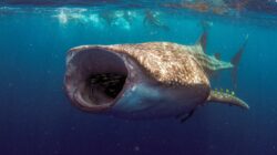 Whale shark feeding. | Newsreel