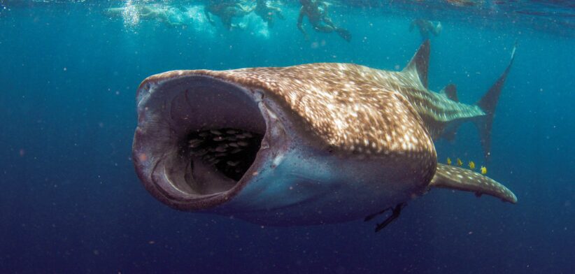 Whale shark feeding. | Newsreel