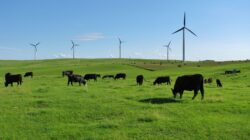 Cattle grazing under wind turbines.