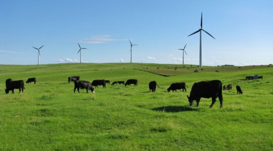 Cattle grazing under wind turbines.