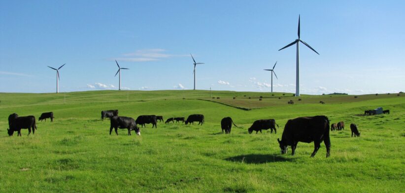 Cattle grazing under wind turbines.