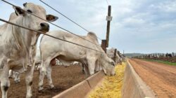 Cattle using a feed lot. | Newsreel