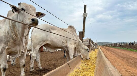 Cattle using a feed lot. | Newsreel