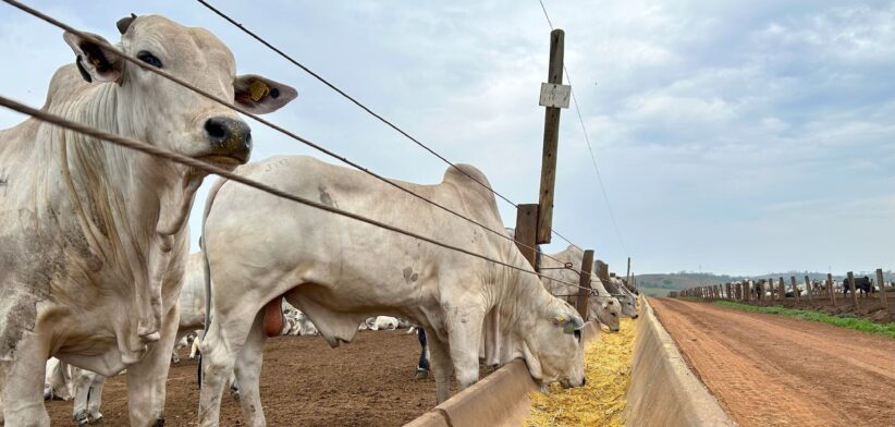 Cattle using a feed lot. | Newsreel