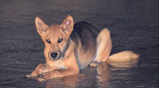 Man fined for killing K’gari dingo with speargun