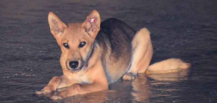 Dingo K'gari (Fraser Island), Queensland