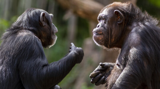 Animals socialise less as they age - Newsreel