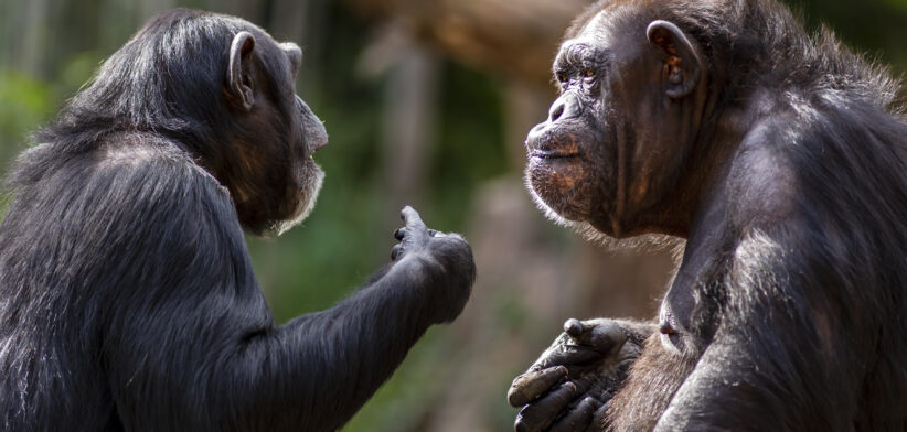 Animals socialise less as they age - Newsreel