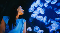 Some jellyfish can merge with another individual to survive after injury - Newsreel