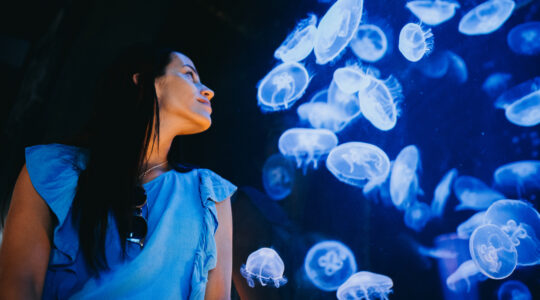 Some jellyfish can merge with another individual to survive after injury - Newsreel