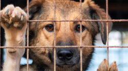 Housing insecurity is the main reason dogs are left in shelters - Newsreel